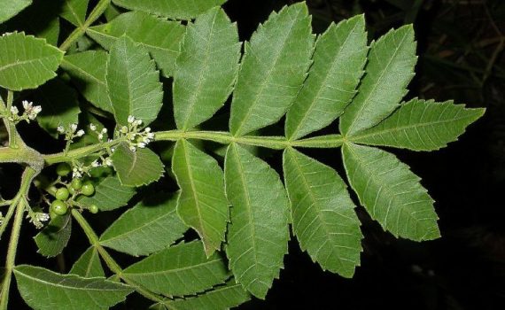 Anacardiaceae