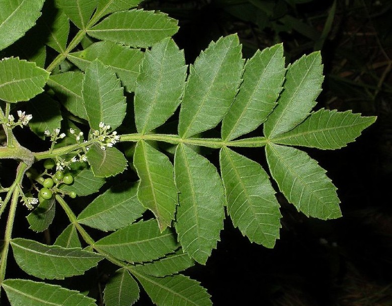 anacardiaceae