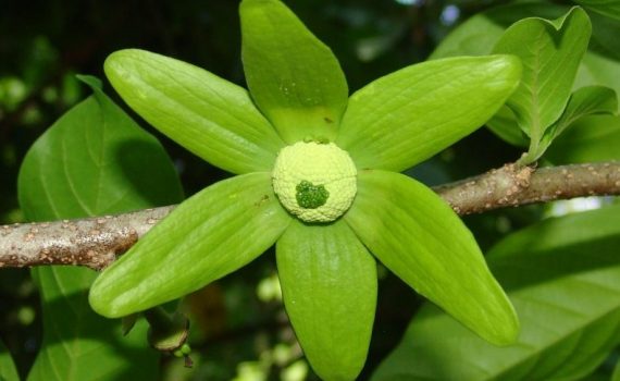 Annonaceae