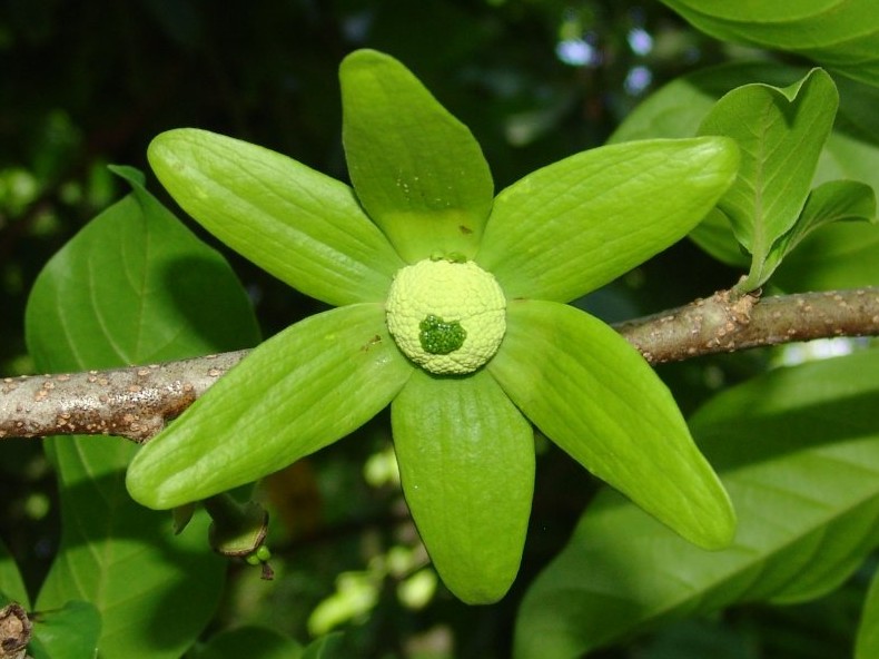 annonaceae