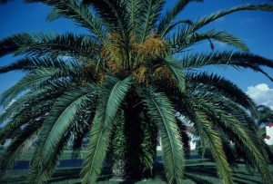 arecaceae