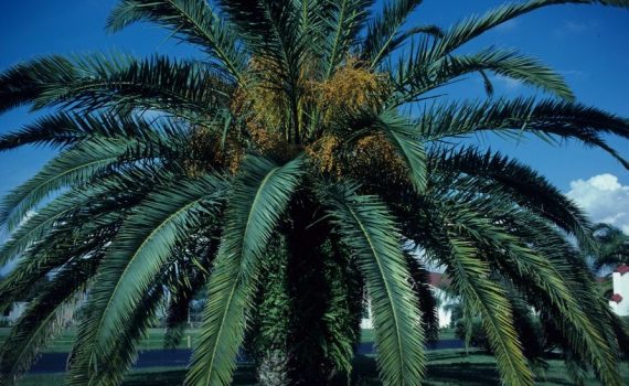 Arecaceae