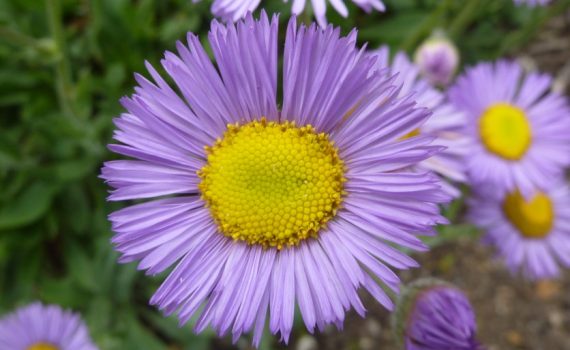 Asteraceae