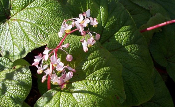 Begoniaceae