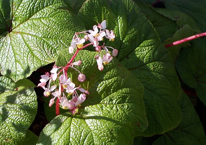 begoniaceae