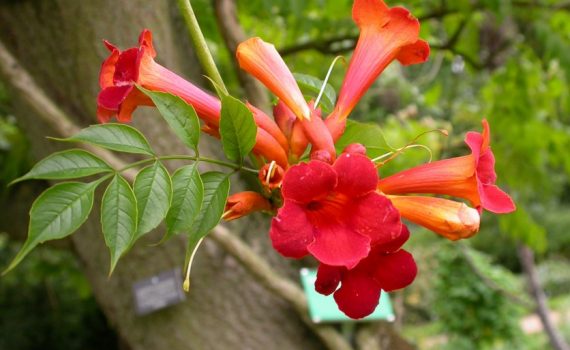 Bignoniaceae