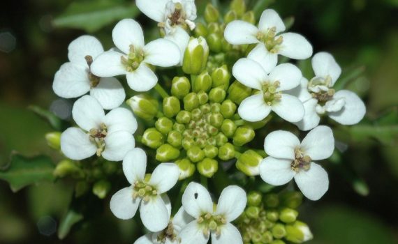 Brassicaceae