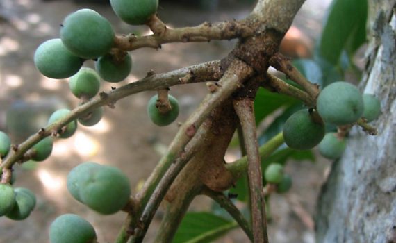 Burseraceae