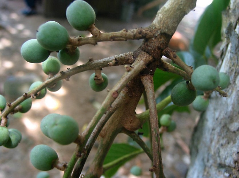 burseraceae