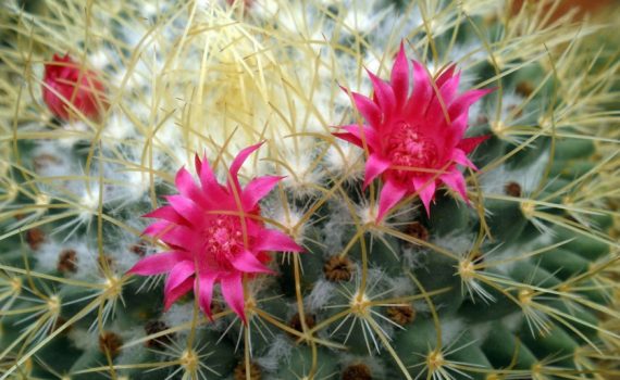 Cactaceae