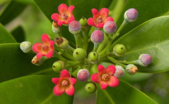 Canellaceae