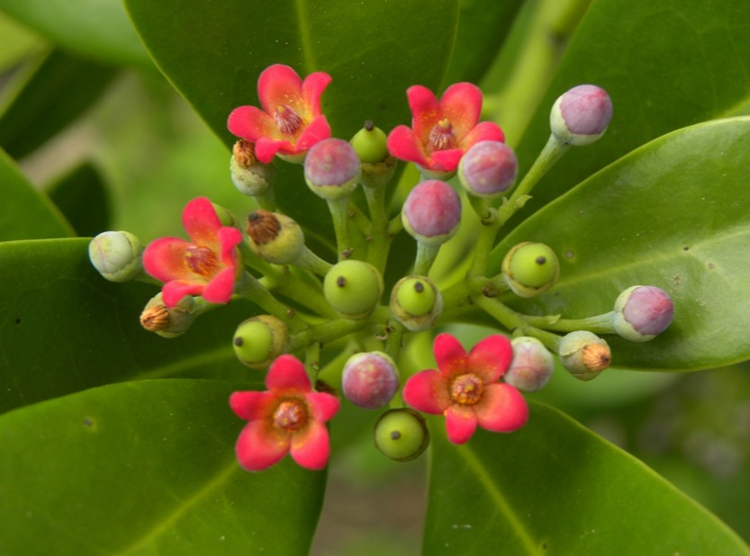 canellaceae