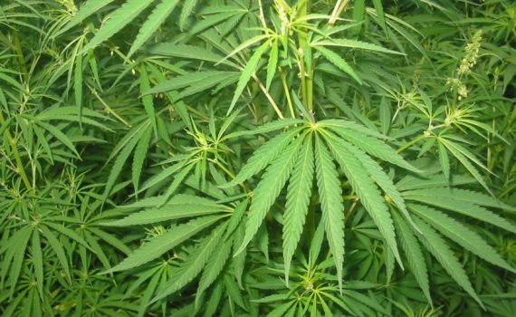 Cannabaceae