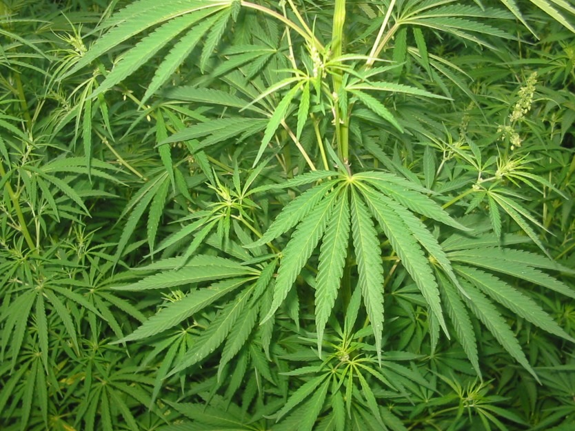 cannabaceae