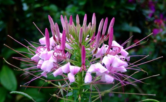 Capparaceae