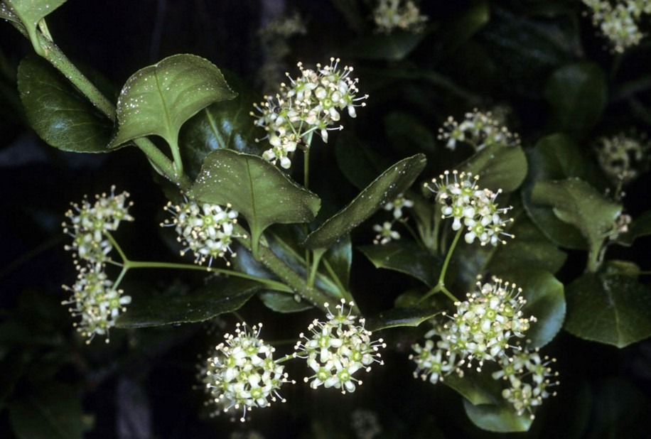 celastraceae