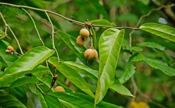 Chrysobalanaceae