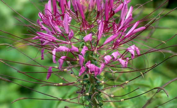 Cleomaceae