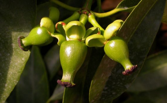 Clusiaceae