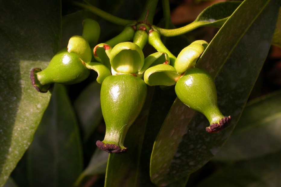 clusiaceae