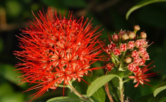 Combretaceae