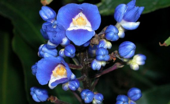 Commelinaceae