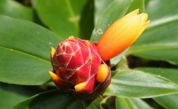 Costaceae