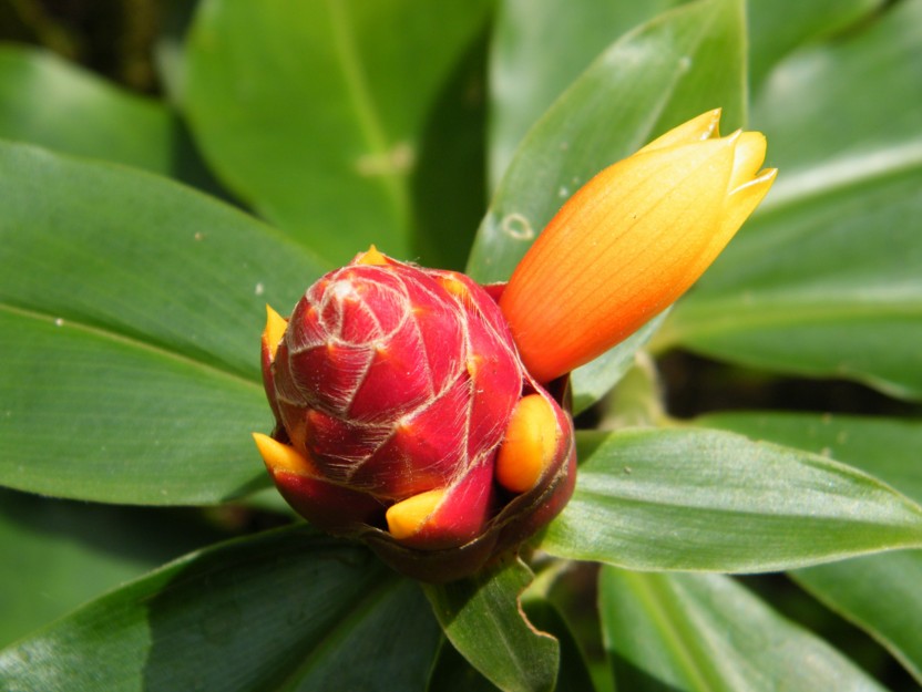 costaceae