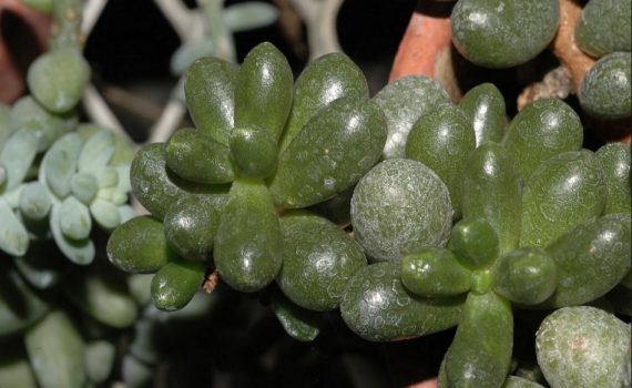 Crassulaceae
