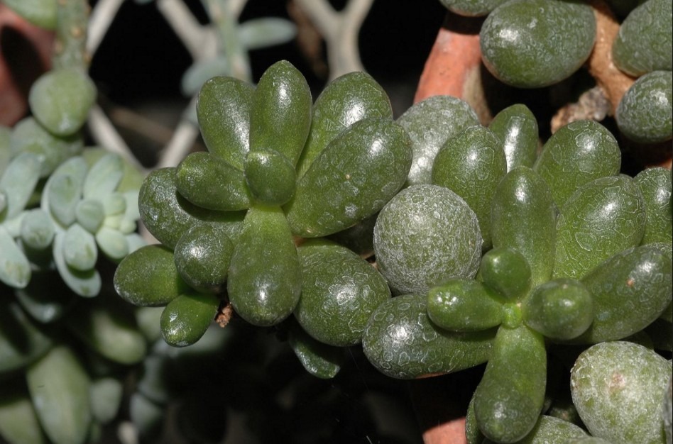 crassulaceae
