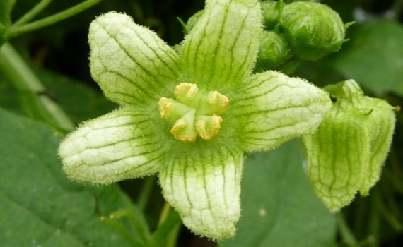 Cucurbitaceae