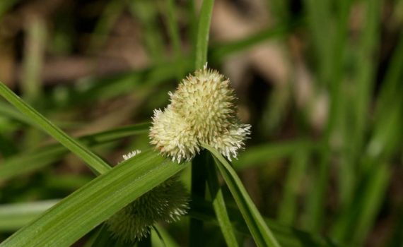 Cyperaceae