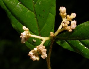 dichapetalaceae