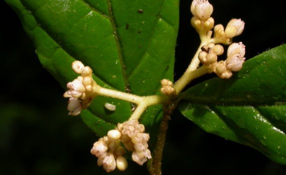 Dichapetalaceae