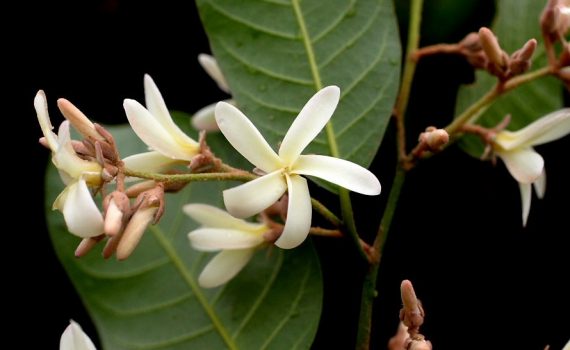 Dipterocarpaceae