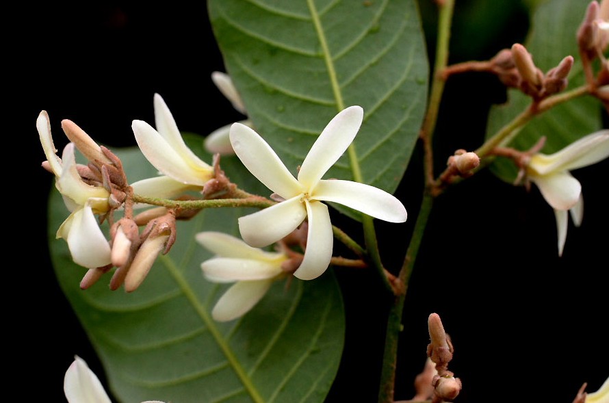 dipterocarpaceae
