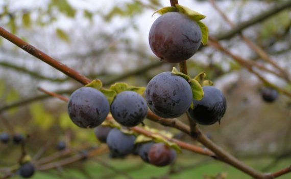 Ebenaceae