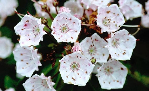 Ericaceae
