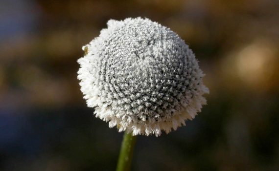 Eriocaulaceae