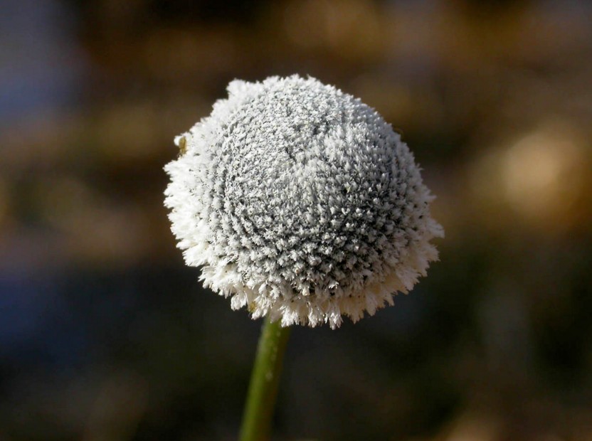 eriocaulaceae