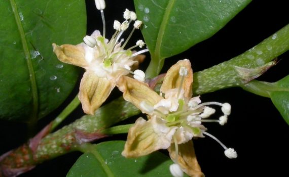 Erythroxylaceae