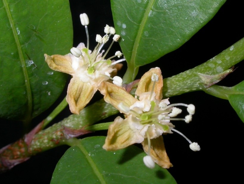 erythroxylaceae