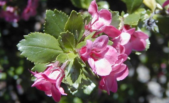 Escalloniaceae