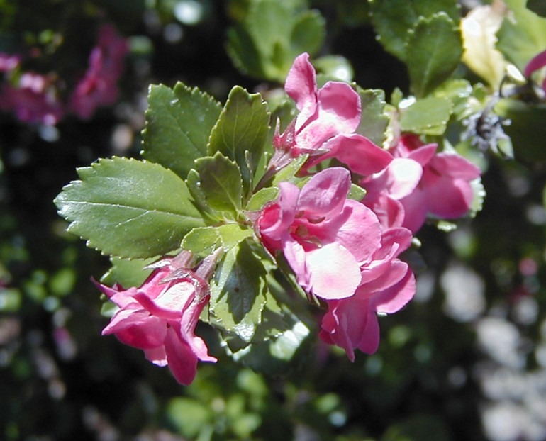 escalloniaceae