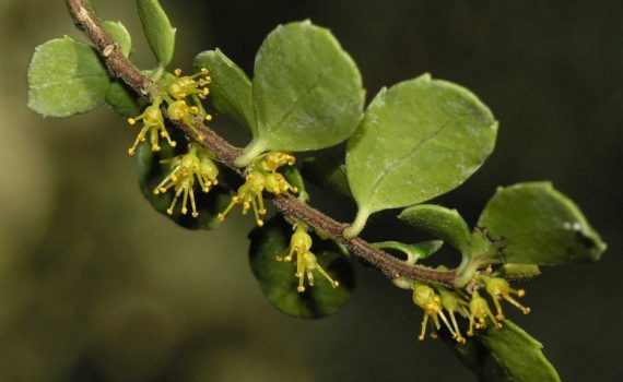 Flacourtiaceae