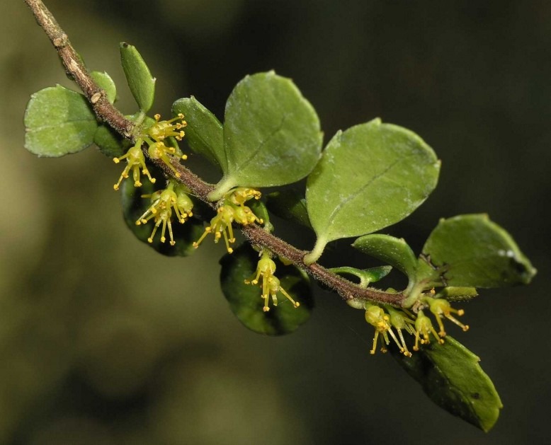 flacourtiaceae