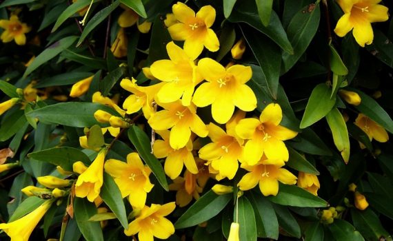 Gelsemiaceae