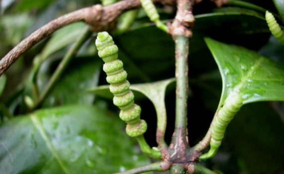 Gnetaceae