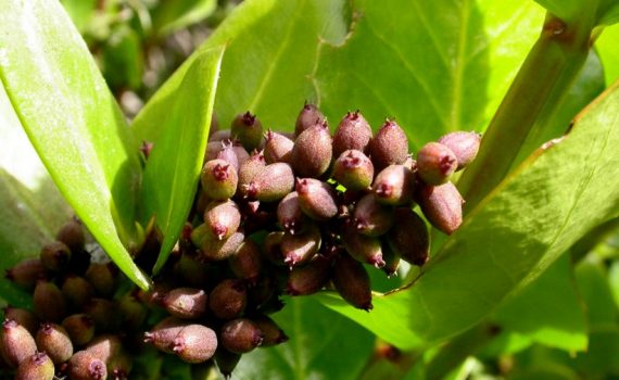 Griseliniaceae