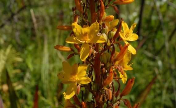 Haemodoraceae
